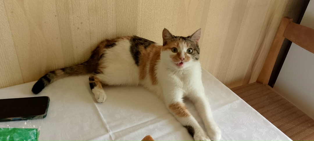 Найдена собака в Хабаровске — фото объявления