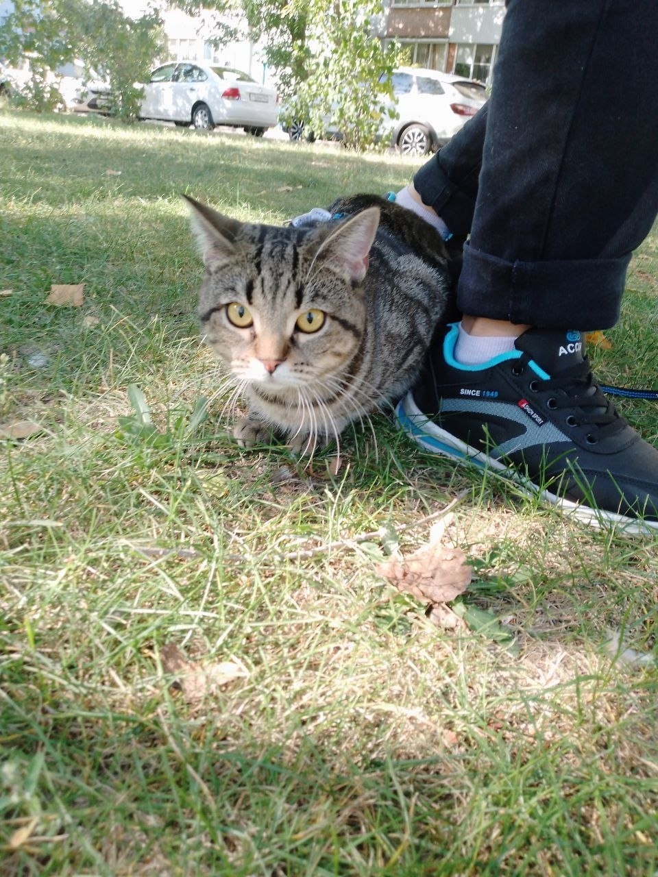 Найдена собака в Хабаровске — фото объявления