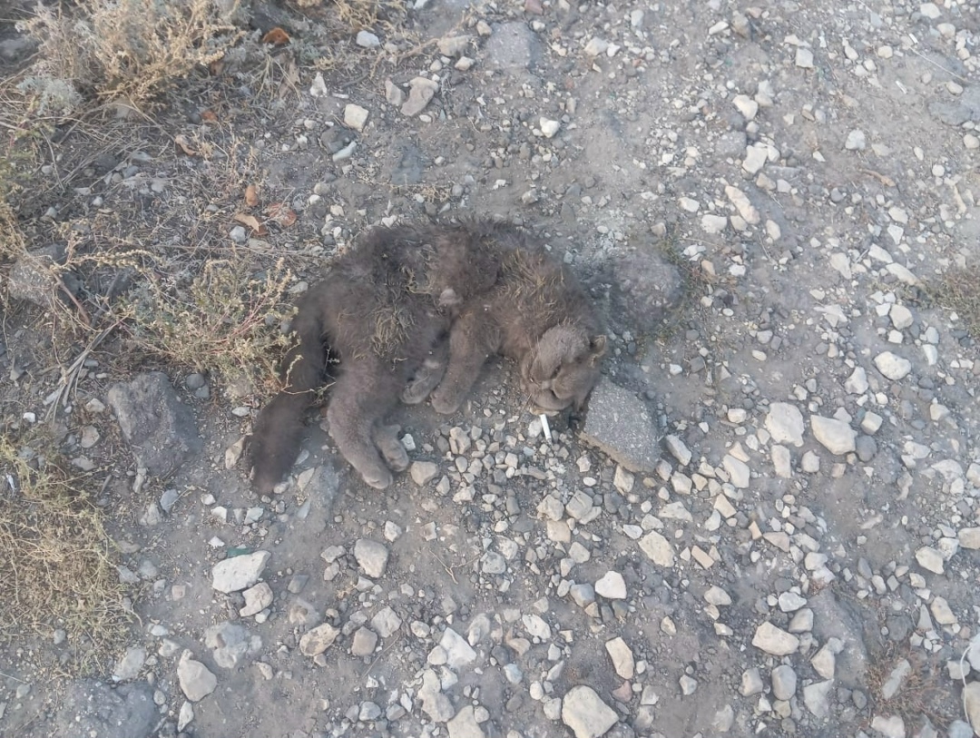 Найдена собака в Хабаровске — фото объявления