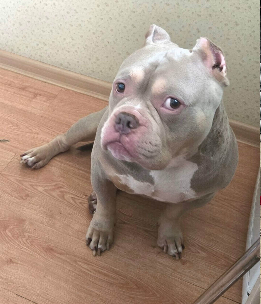 Найдена собака в Хабаровске — фото объявления