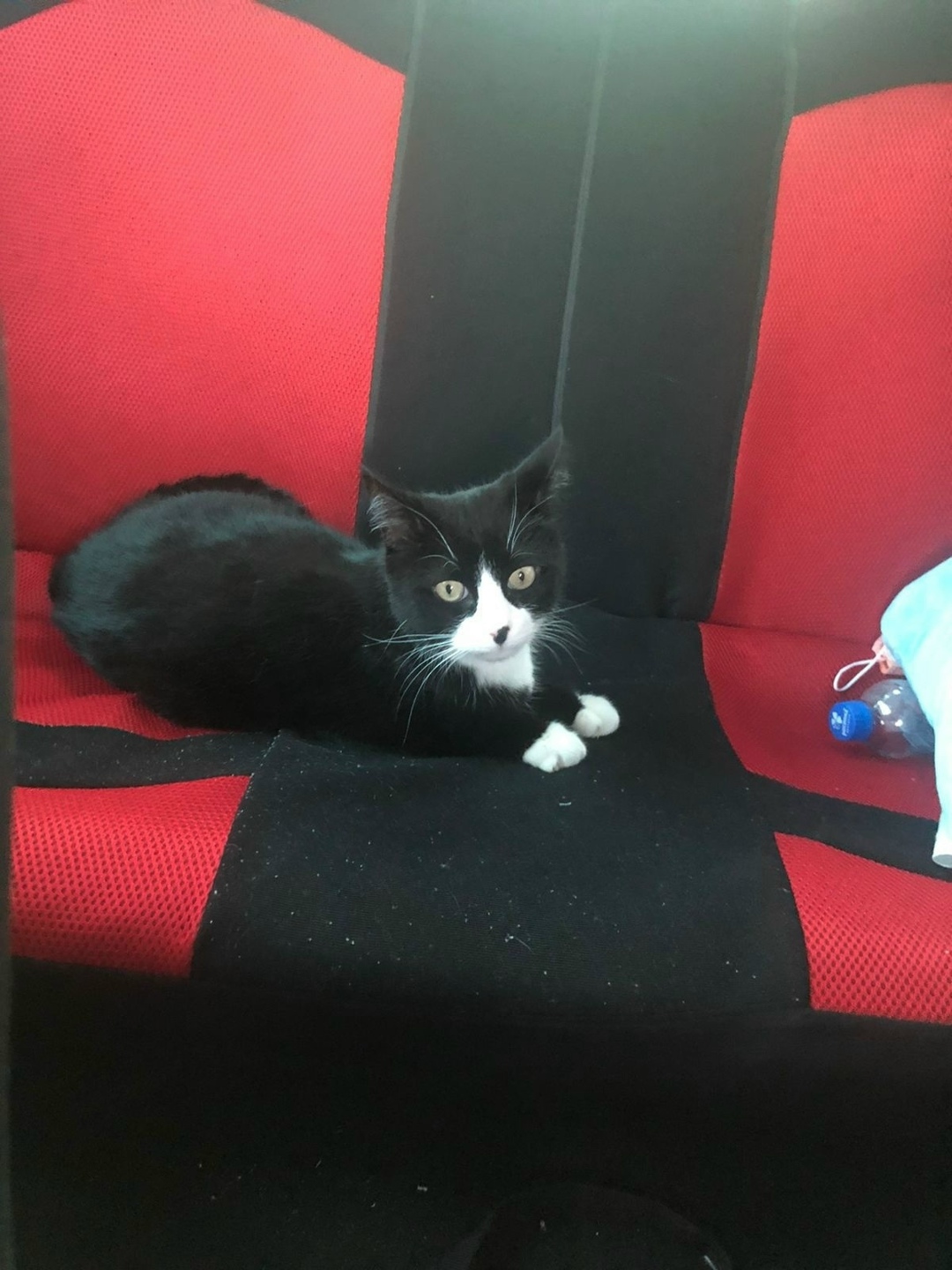 Найдена собака в Хабаровске — фото объявления