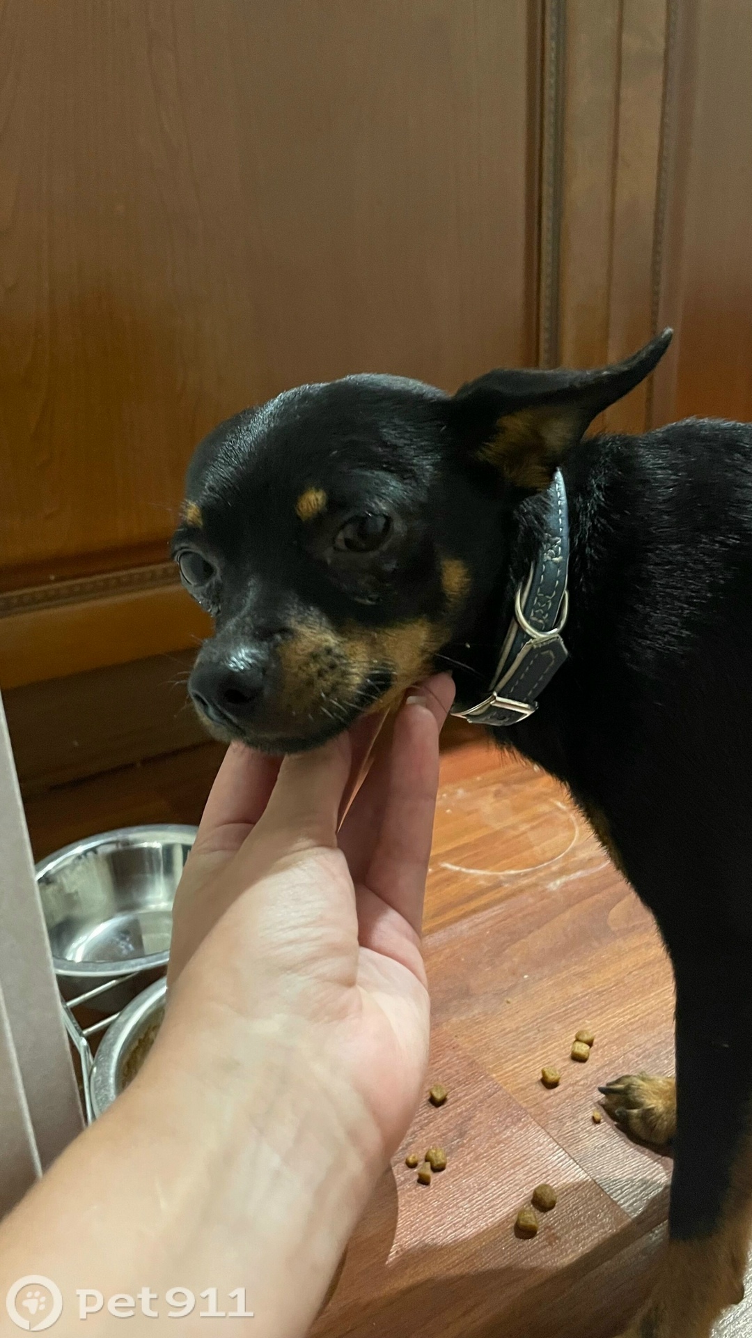 Найдена собака в Хабаровске — фото объявления