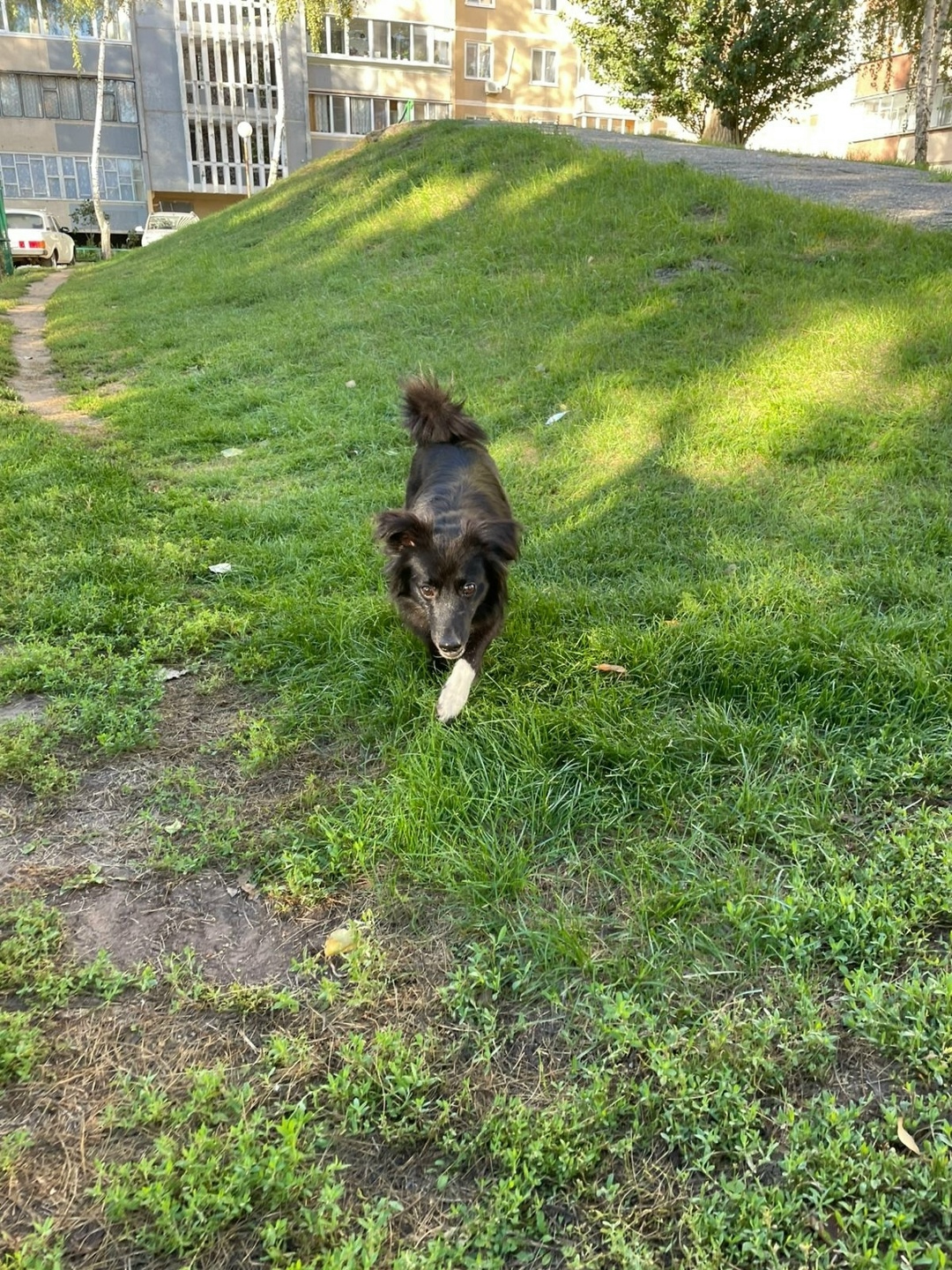 Пропала собака в Ульяновске — фото объявления