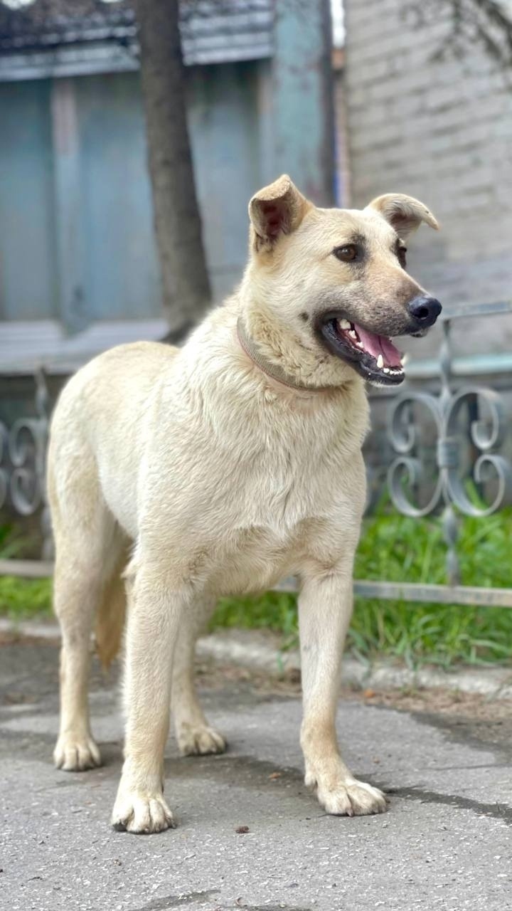 Пропала собака в Ульяновске — фото объявления