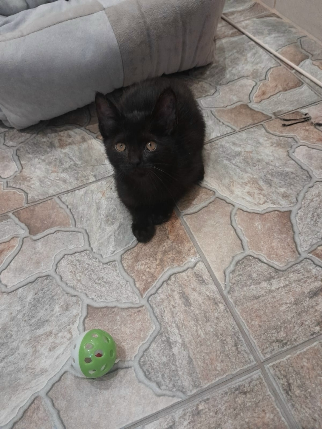 Найдена кошка в Ульяновске — фото объявления