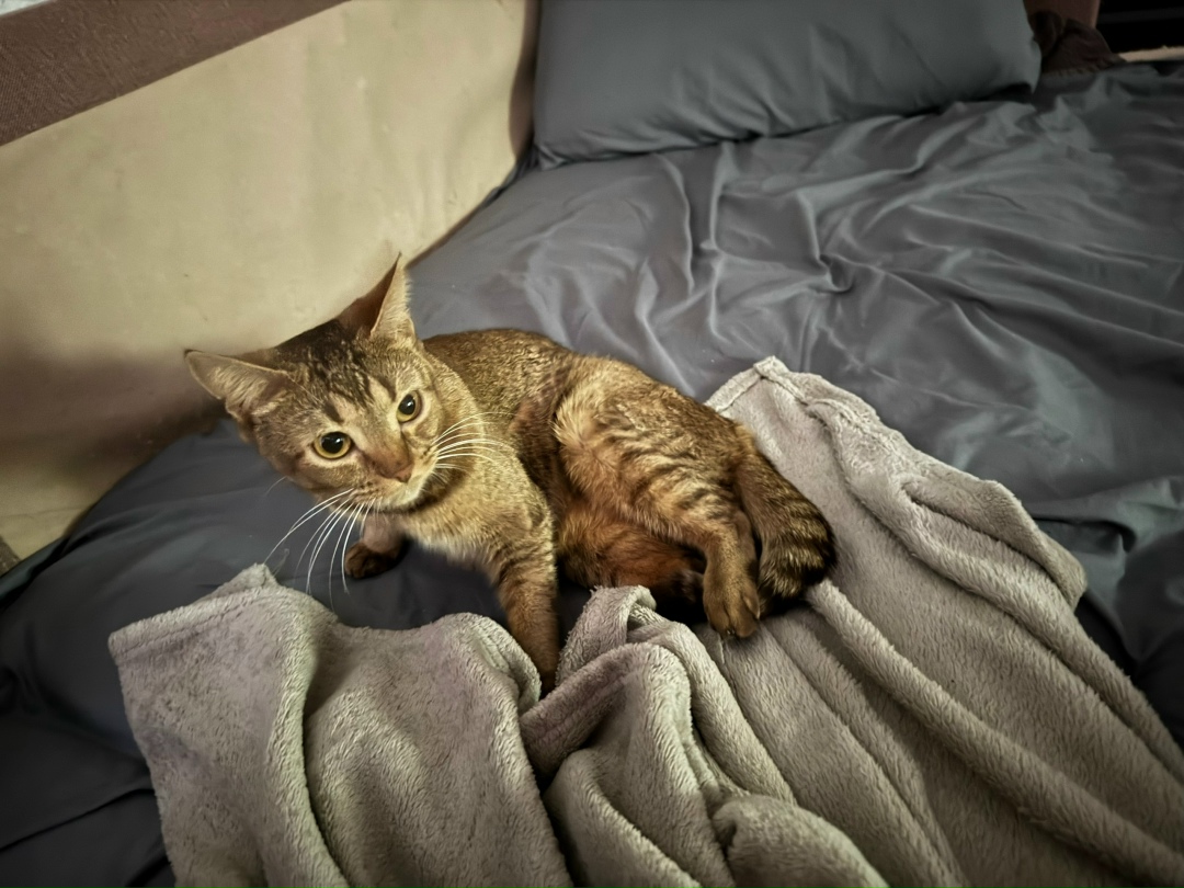 Пропала кошка в Ульяновске — фото объявления