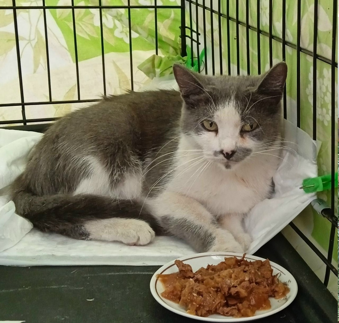 Найдена кошка в Ульяновске — фото объявления