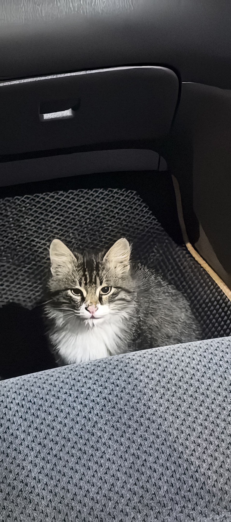 Найдена кошка в Ульяновске — фото объявления