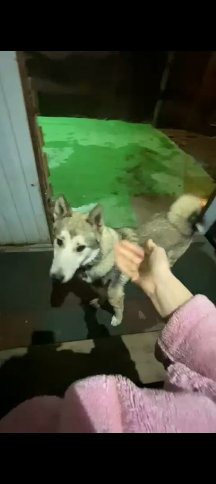 Найдена собака в Ульяновске — фото объявления