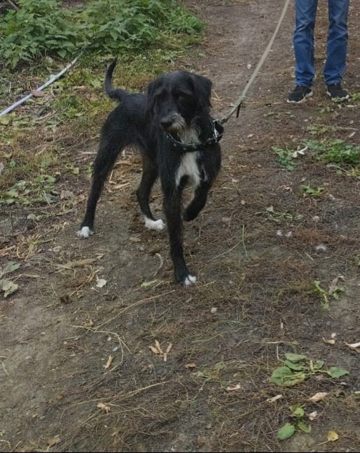 Пропала собака в Ульяновске — фото объявления