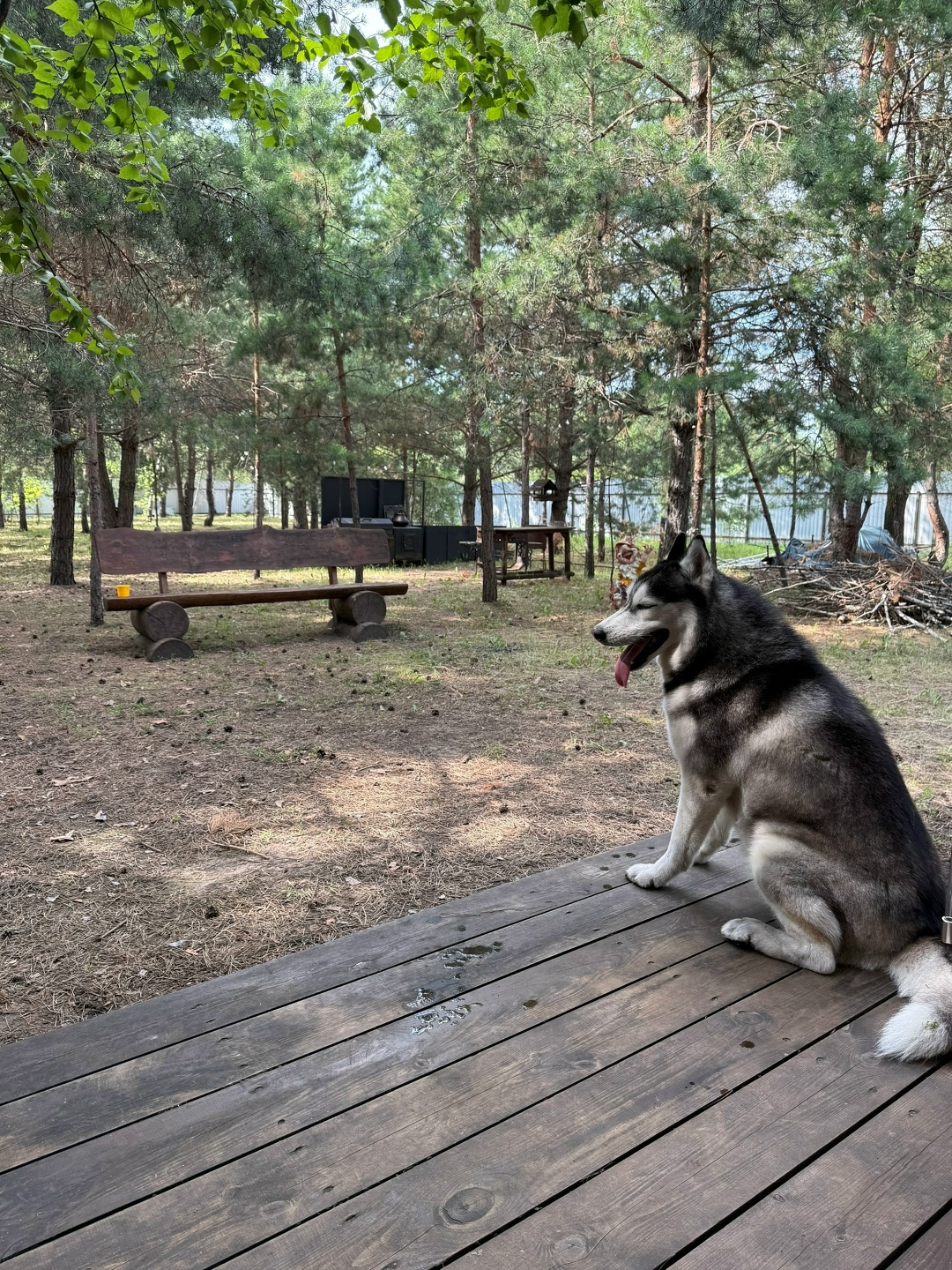 Пропала собака в Ульяновске — фото объявления