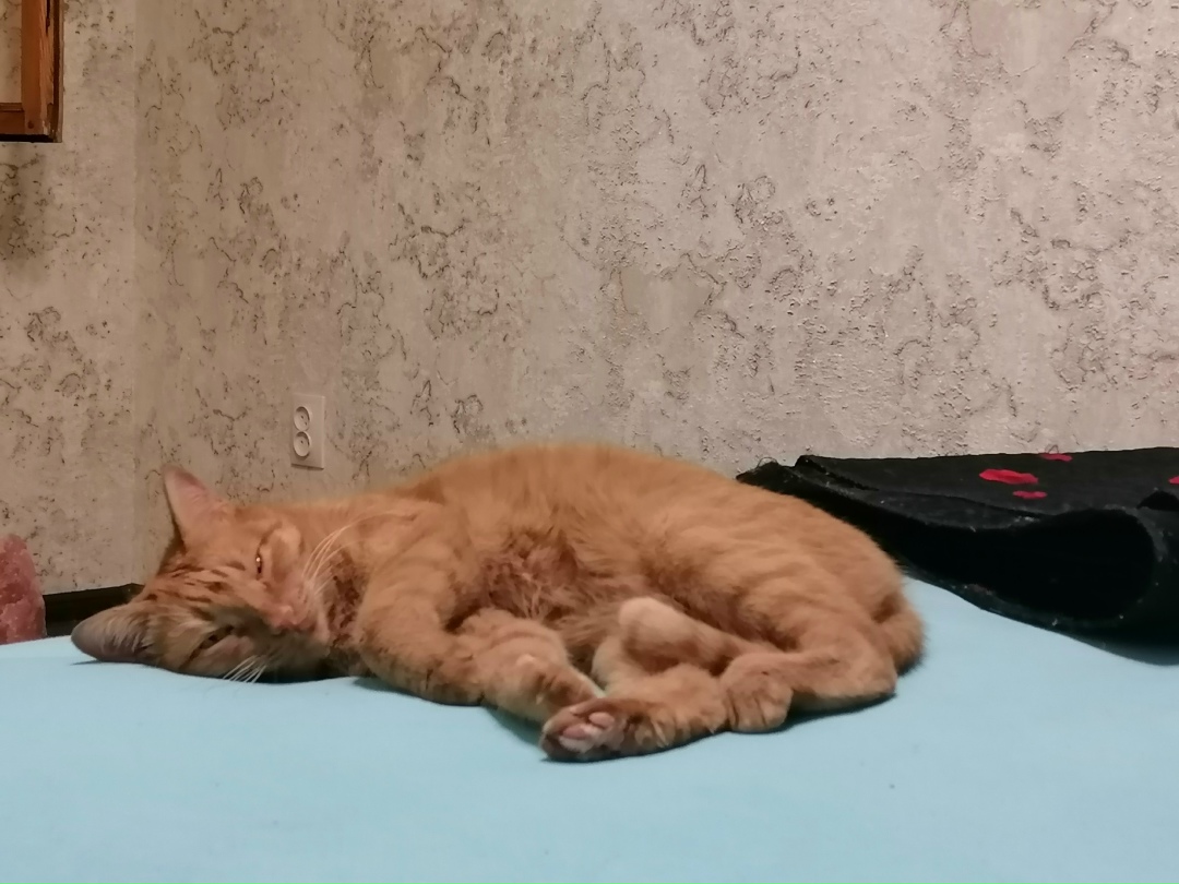 Пропала кошка в Ульяновске — фото объявления