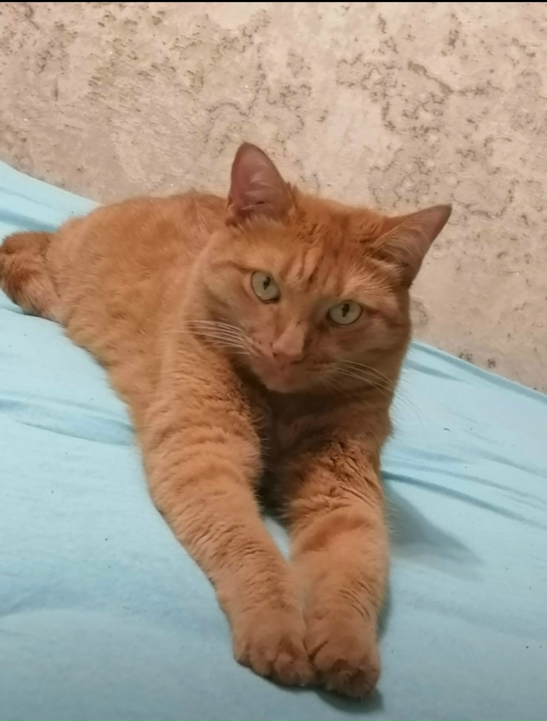 Найдена собака в Ульяновске — фото объявления