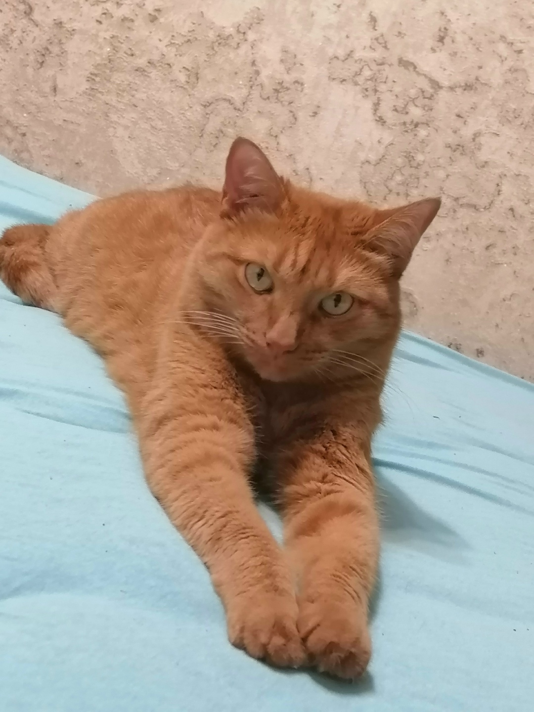 Пропала кошка в Ульяновске — фото объявления