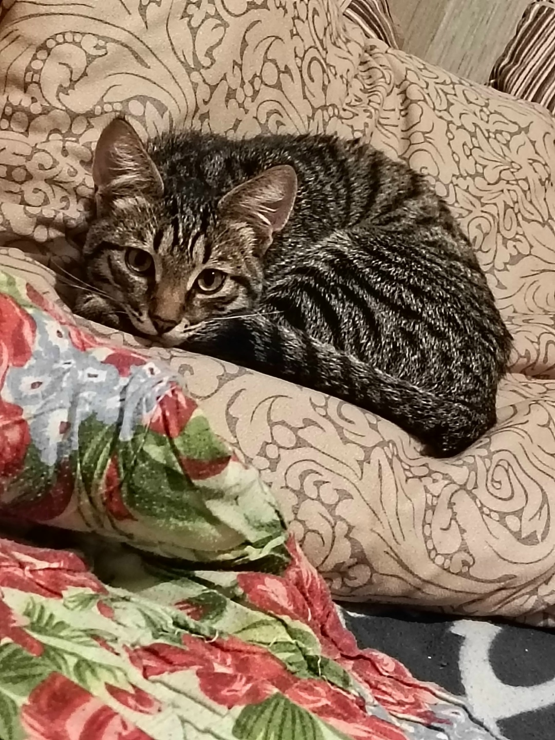 Пропала кошка в Ульяновске — фото объявления