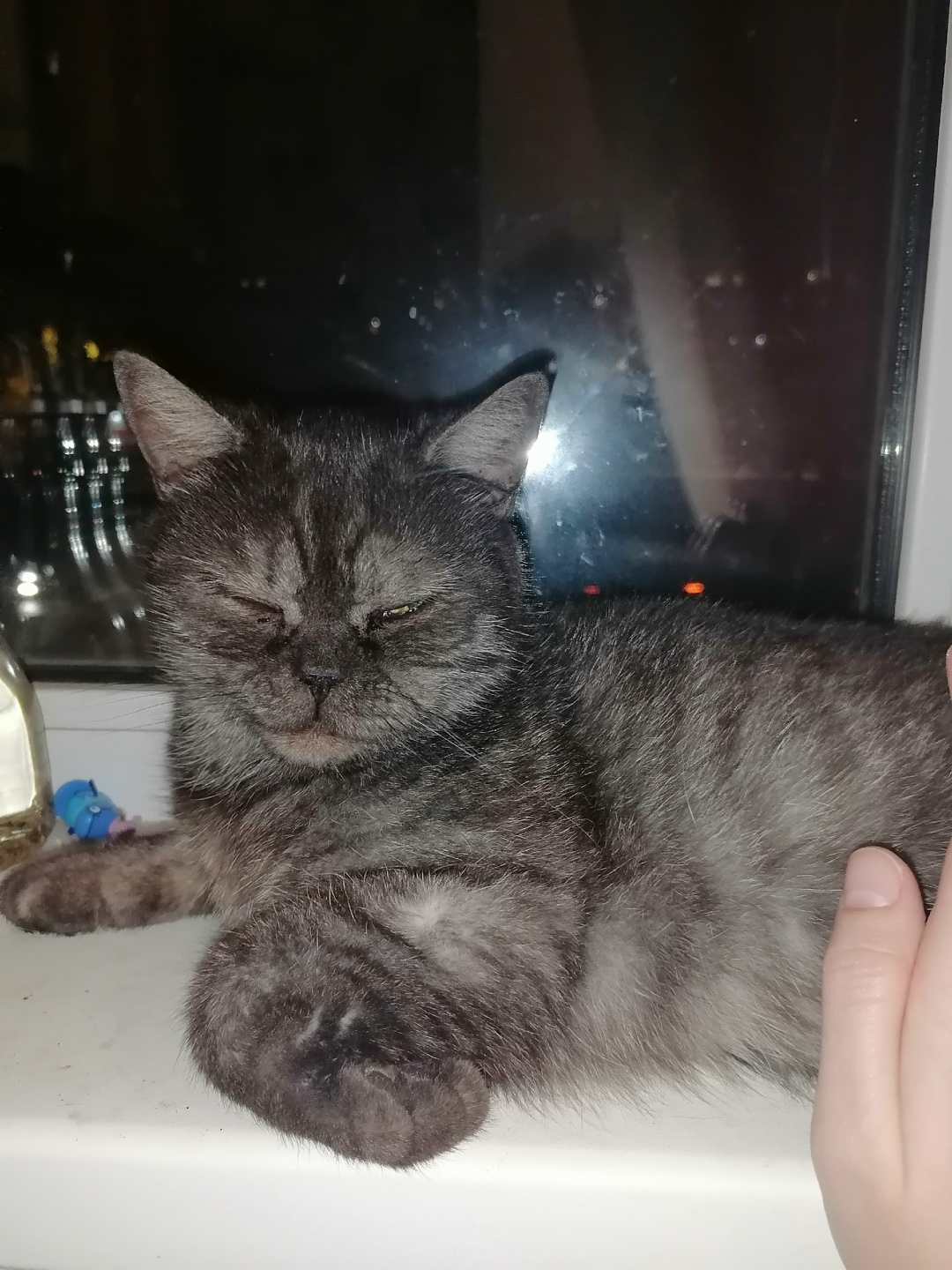 Найдена кошка в Ульяновске — фото объявления