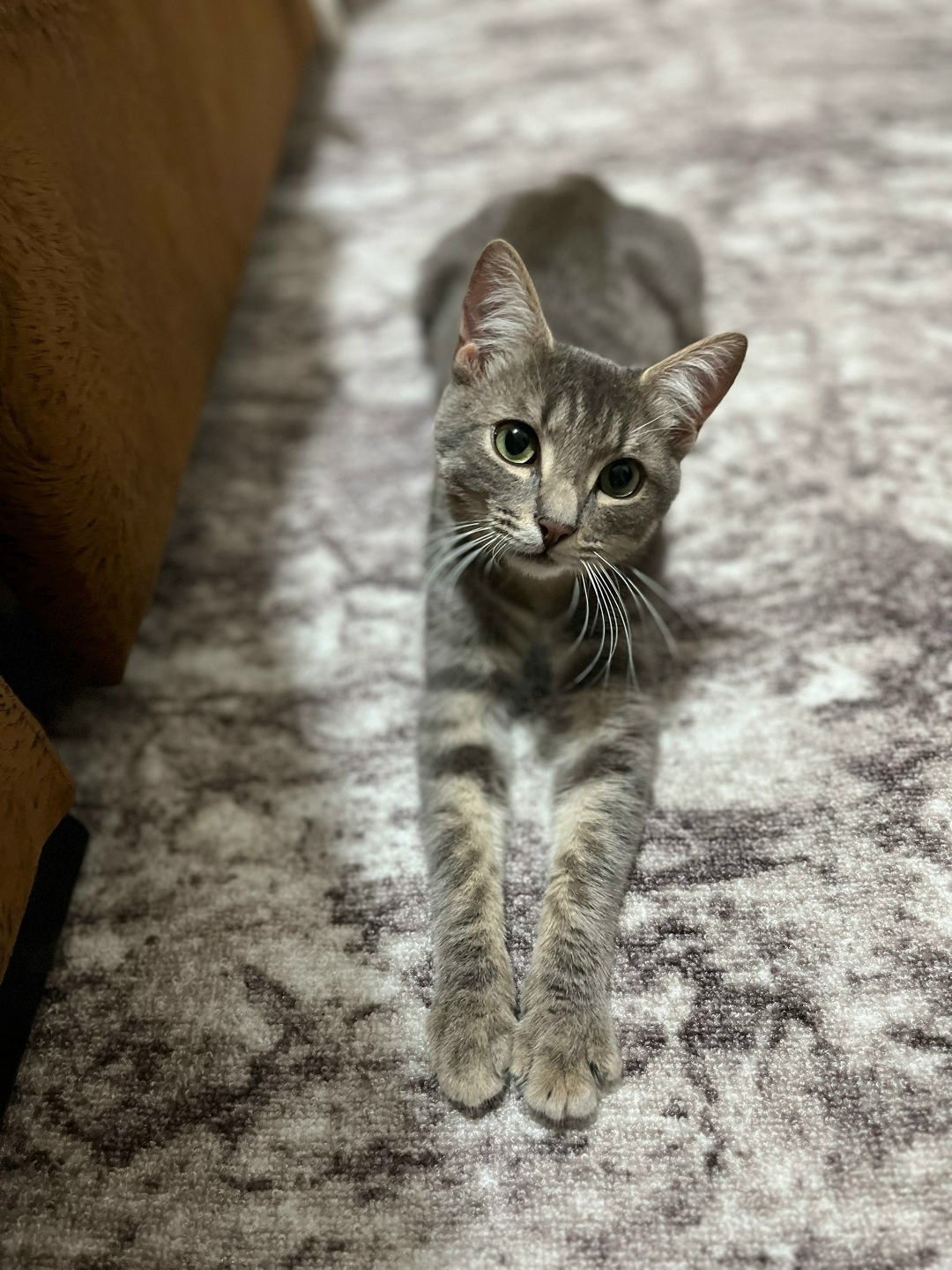 Пропала кошка в Ульяновске — фото объявления