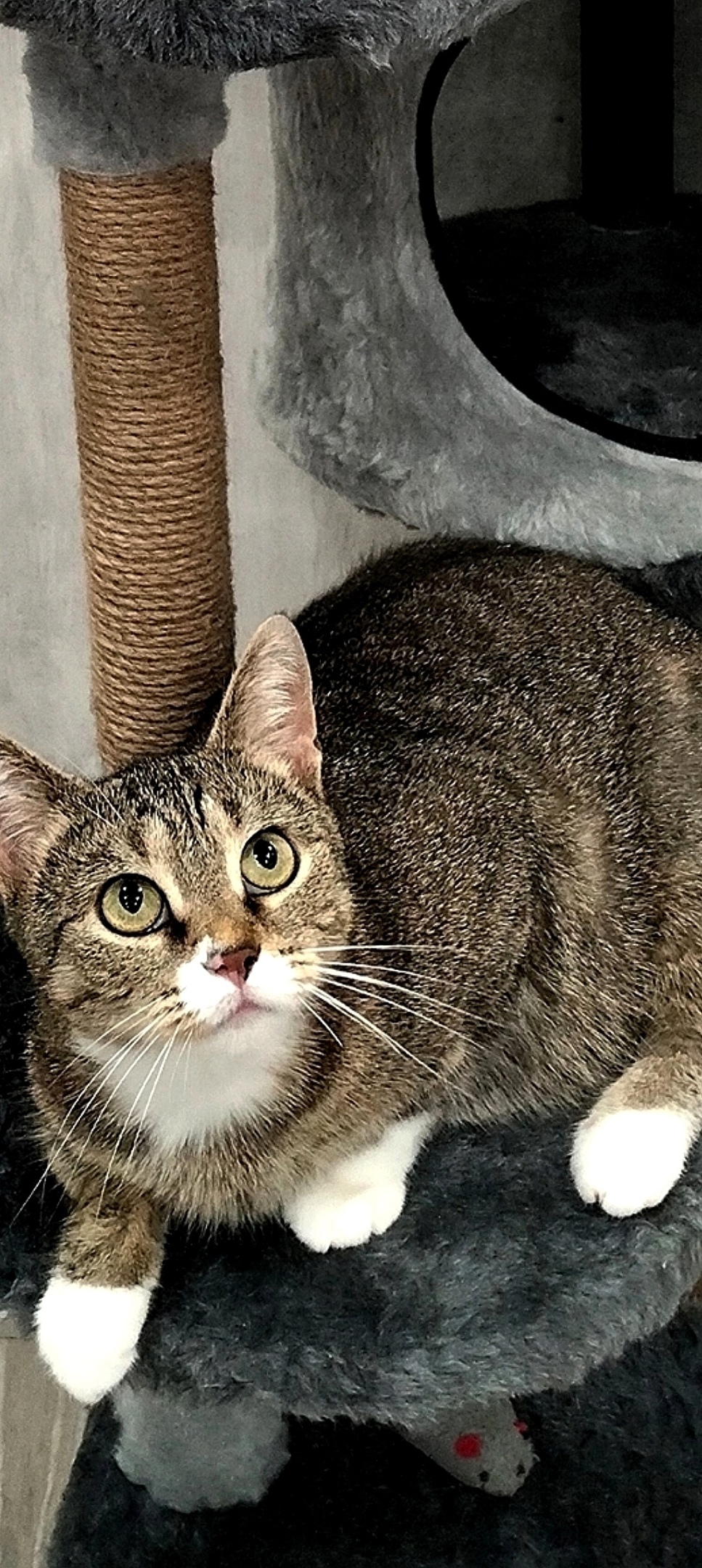 Пропала кошка в Ульяновске — фото объявления