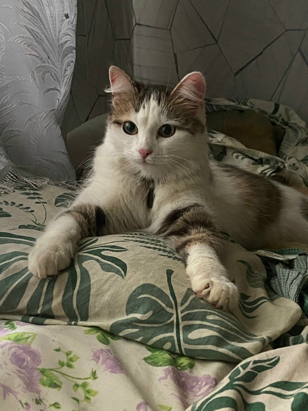 Пропала кошка в Ульяновске — фото объявления