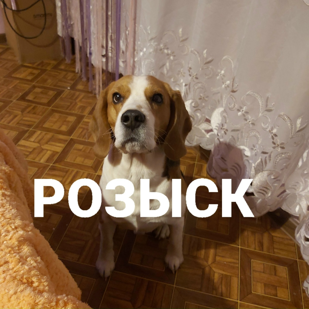 Пропала собака в Ульяновске — фото объявления