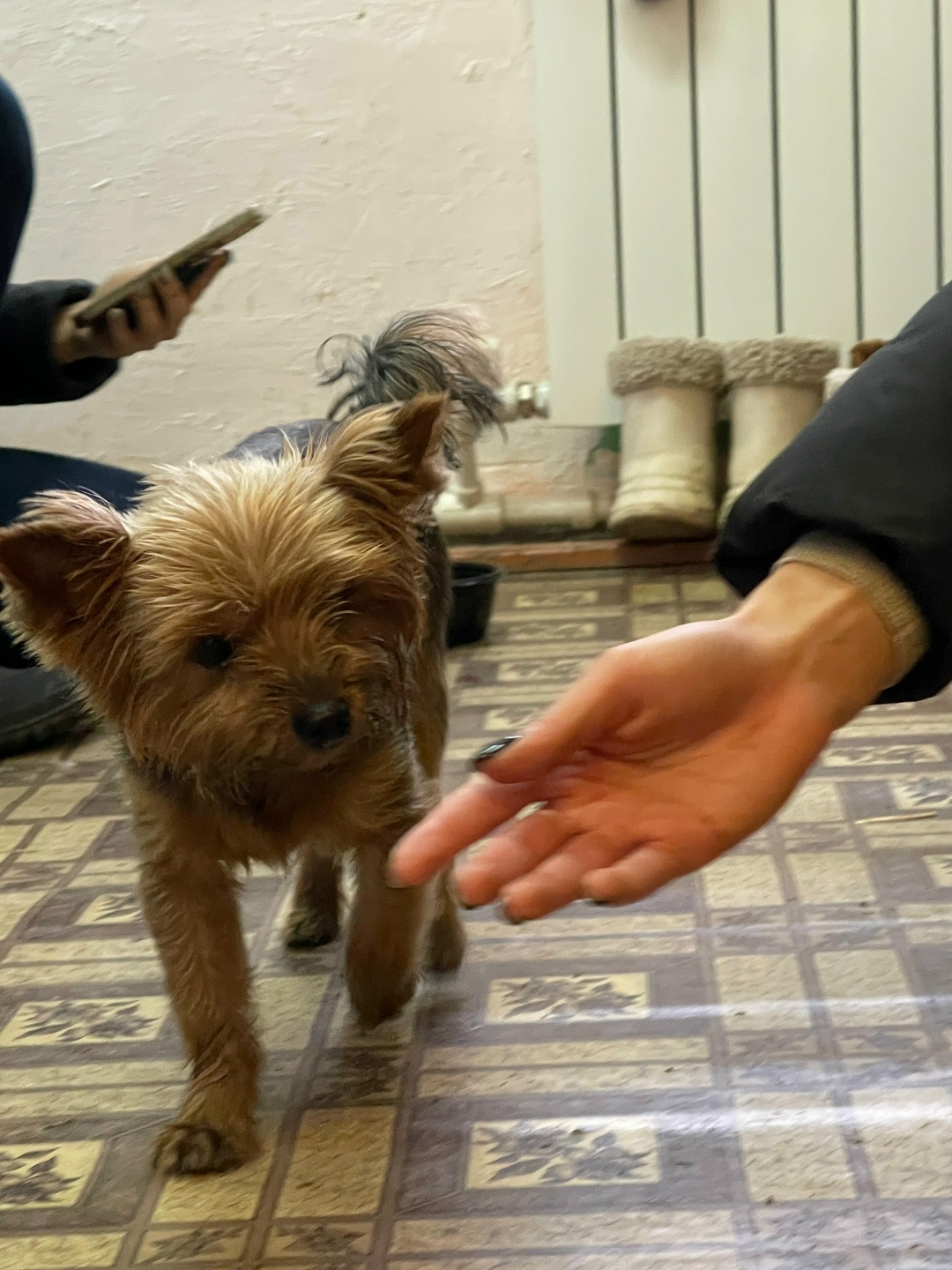 Найдена собака в Ульяновске — фото объявления