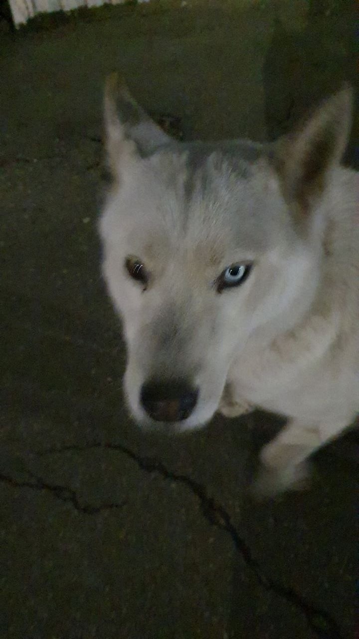 Пропала собака в Ульяновске — фото объявления