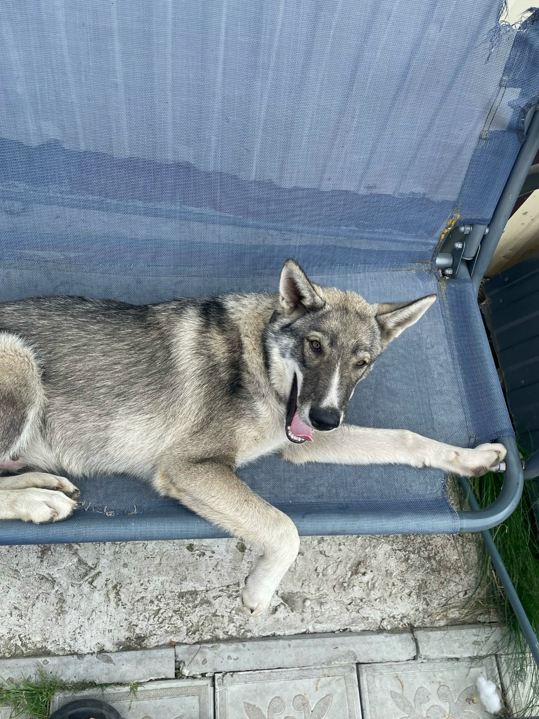 Пропала собака в Ульяновске — фото объявления