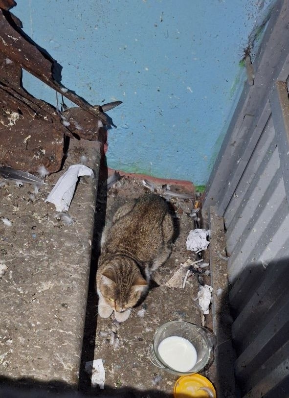 Найдена кошка в Ульяновске — фото объявления