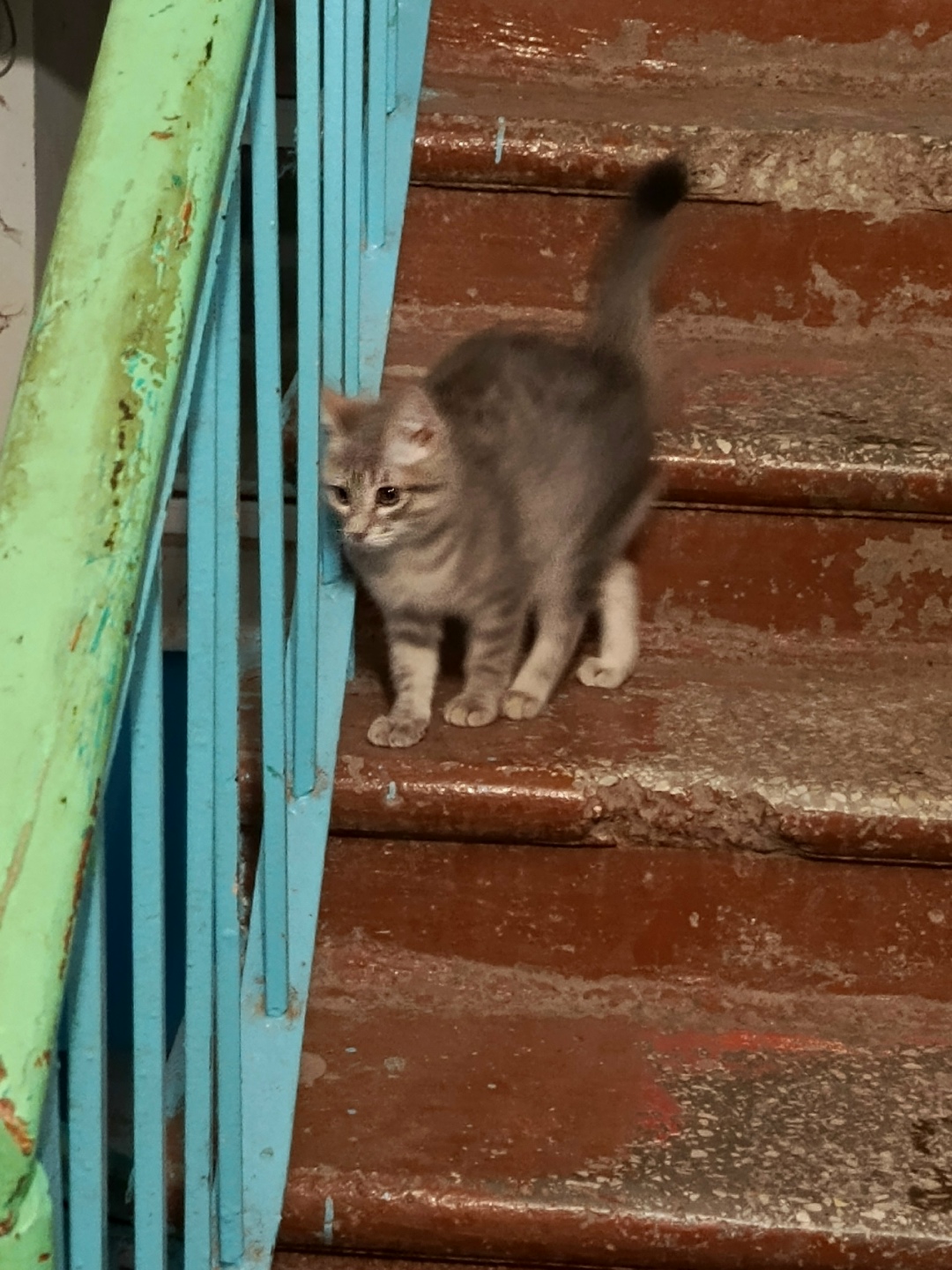 Пропала собака в Ульяновске — фото объявления