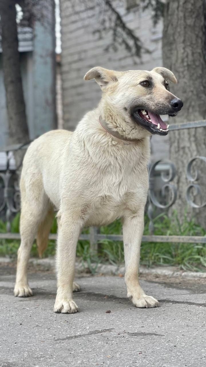Пропала собака в Ульяновске — фото объявления