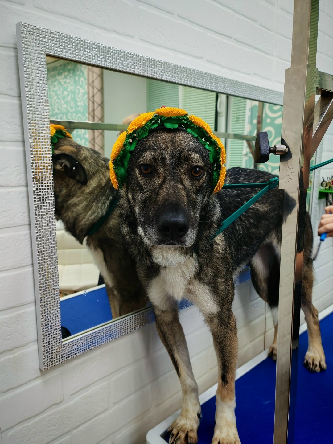 Пропала собака в Ульяновске — фото объявления