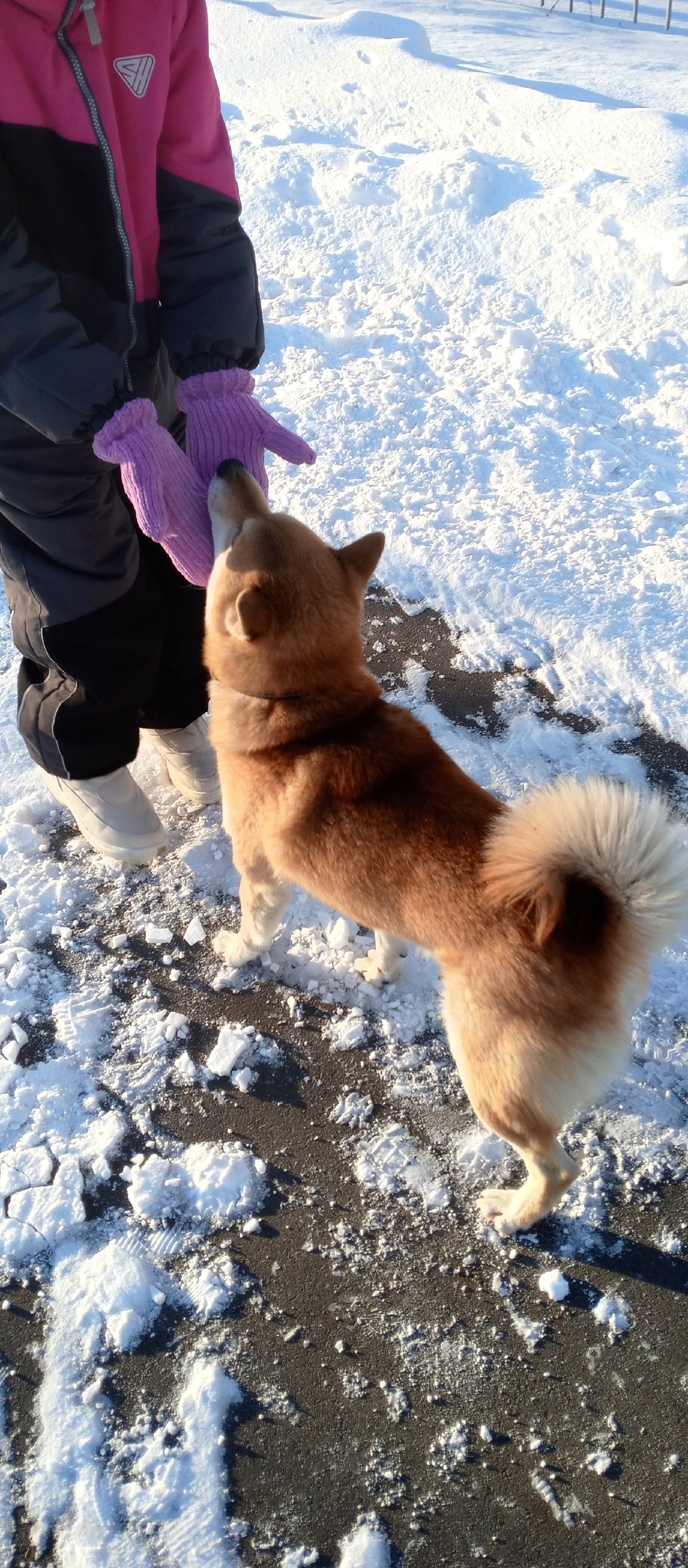 Найдена собака в Ульяновске — фото объявления