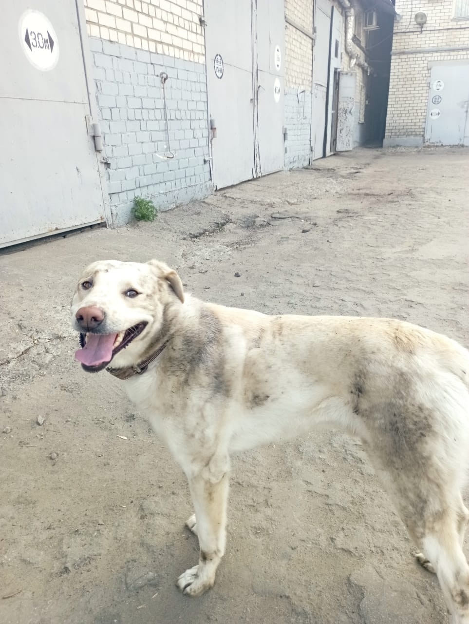 Пропала собака в Ульяновске — фото объявления