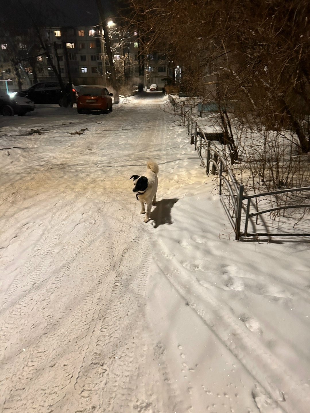 Пропала собака в Ульяновске — фото объявления