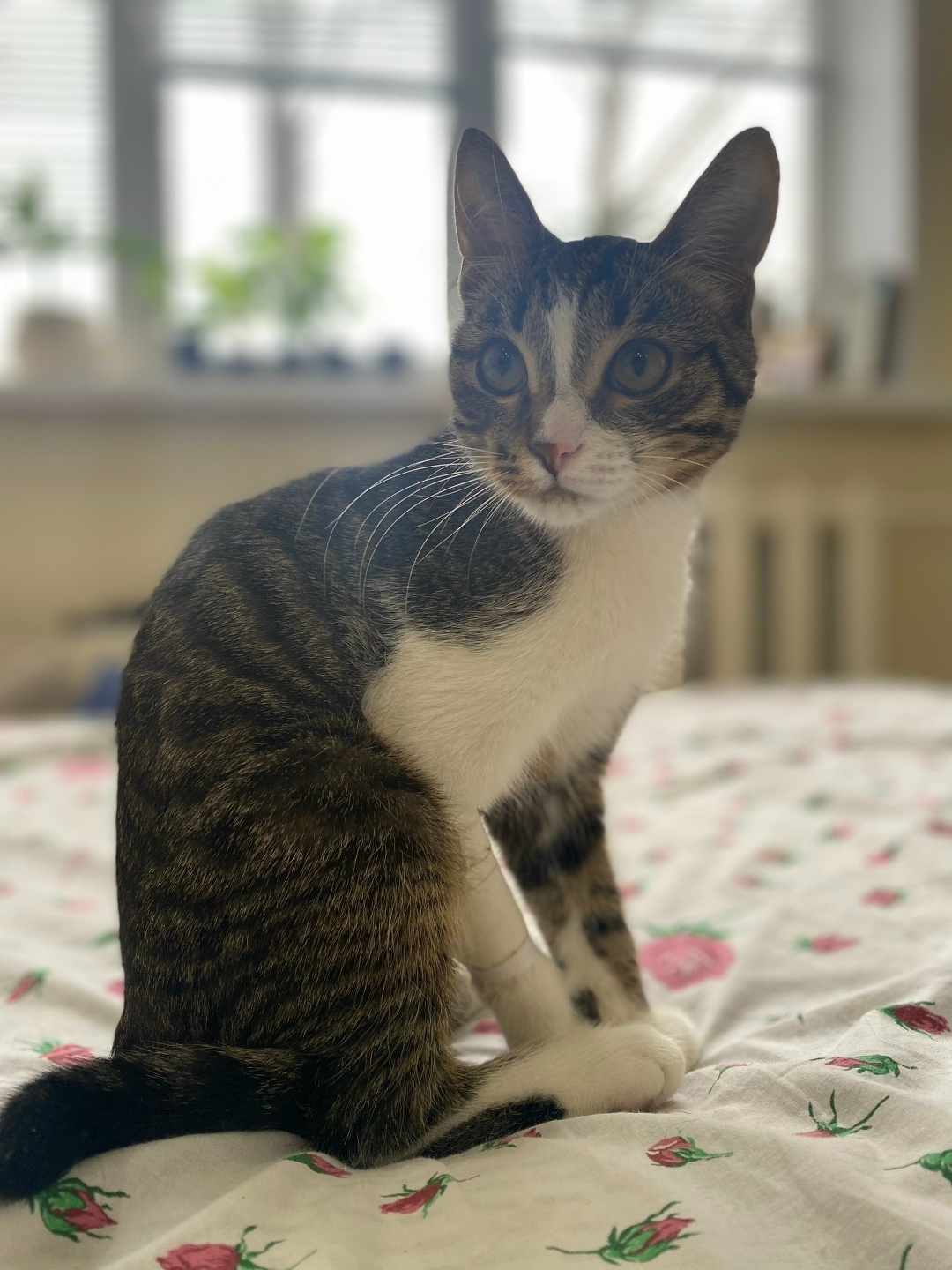 Найдена кошка в Ульяновске — фото объявления