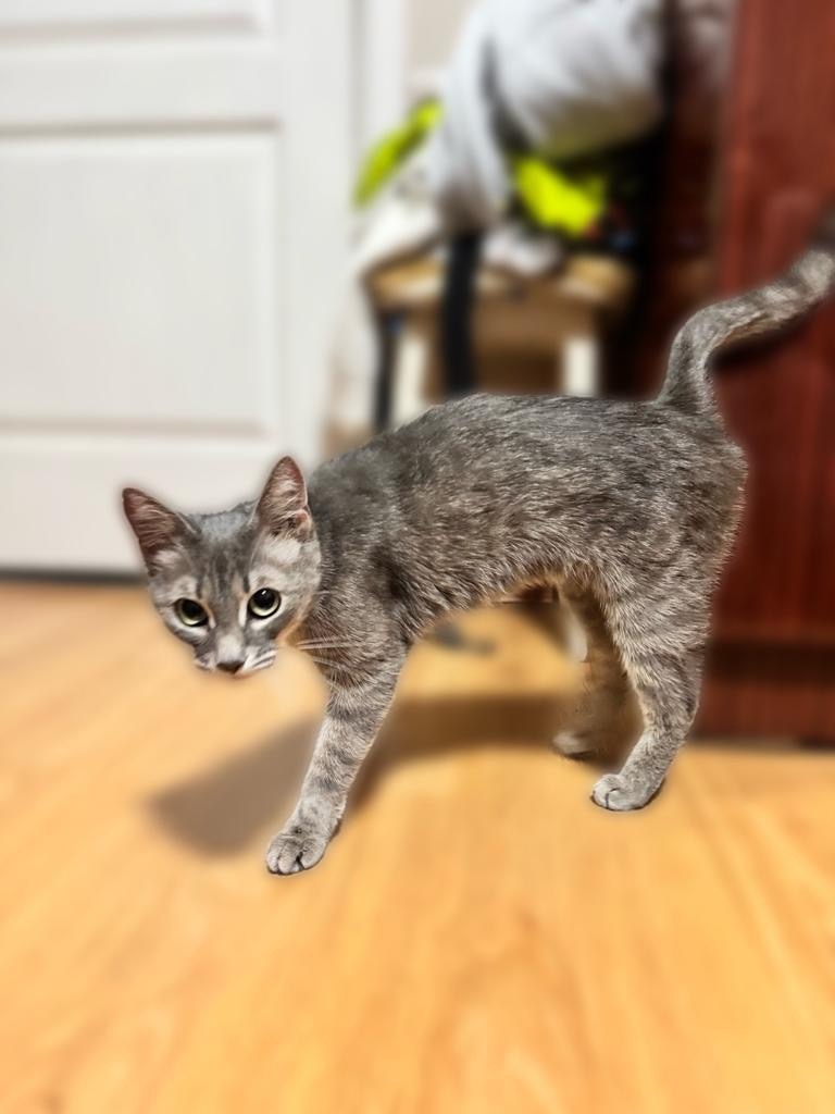 Найдена кошка в Ульяновске — фото объявления