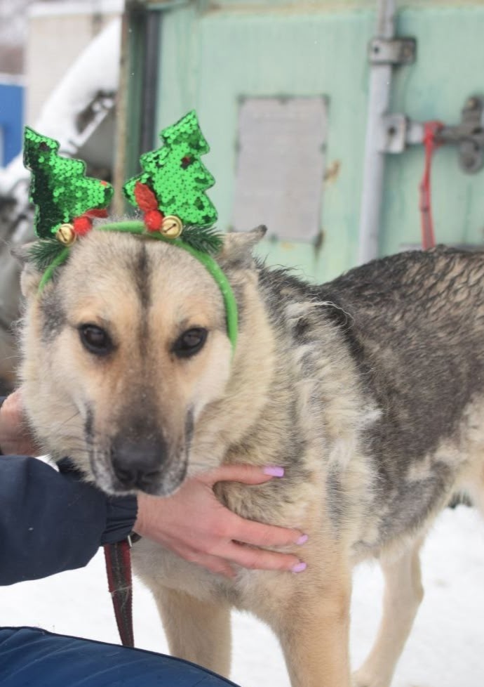 Найдена собака в Ульяновске — фото объявления