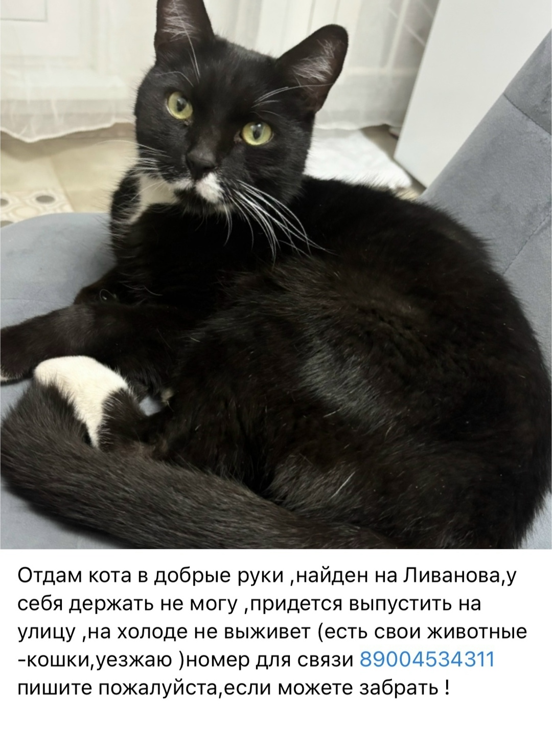 Найдена кошка в Ульяновске — фото объявления