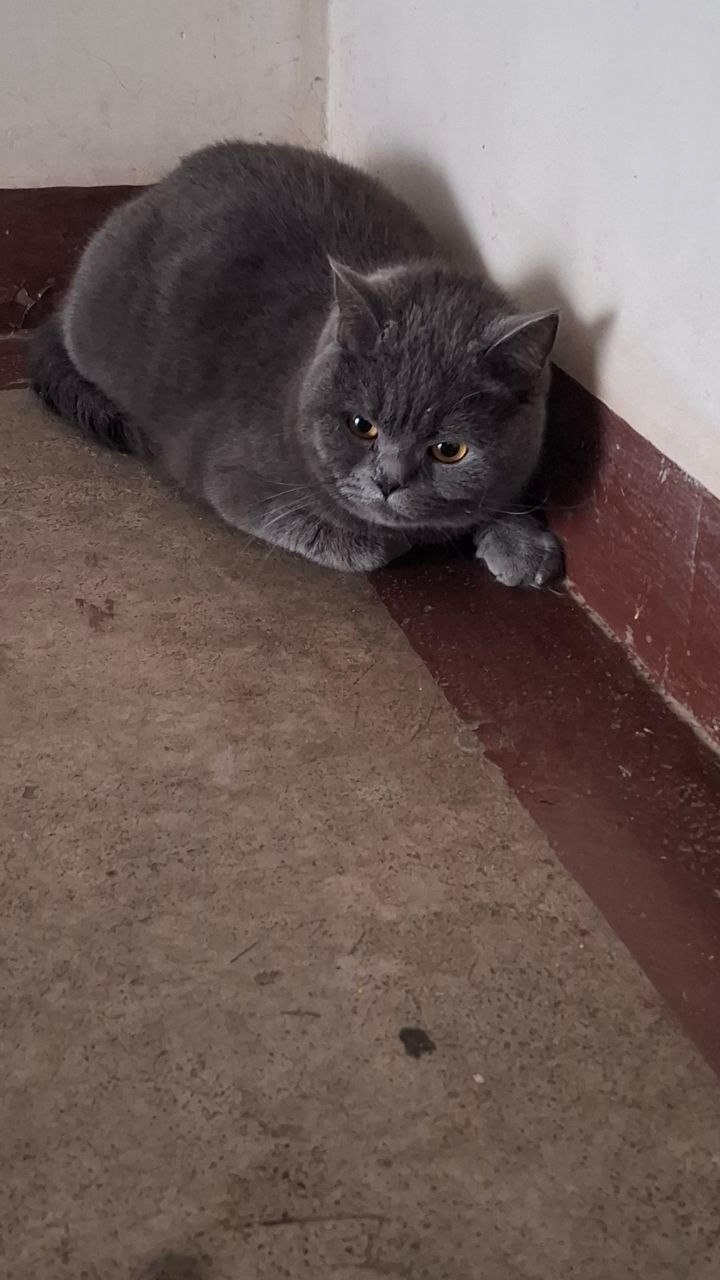 Найдена кошка в Ульяновске — фото объявления