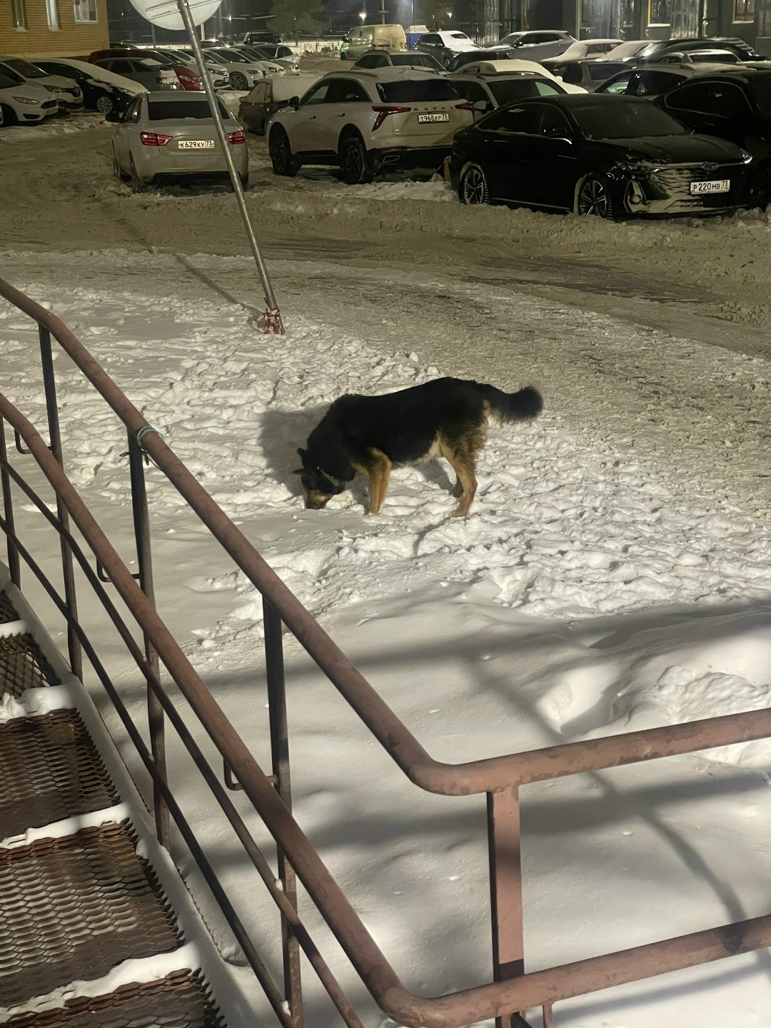 Найдена собака в Ульяновске — фото объявления