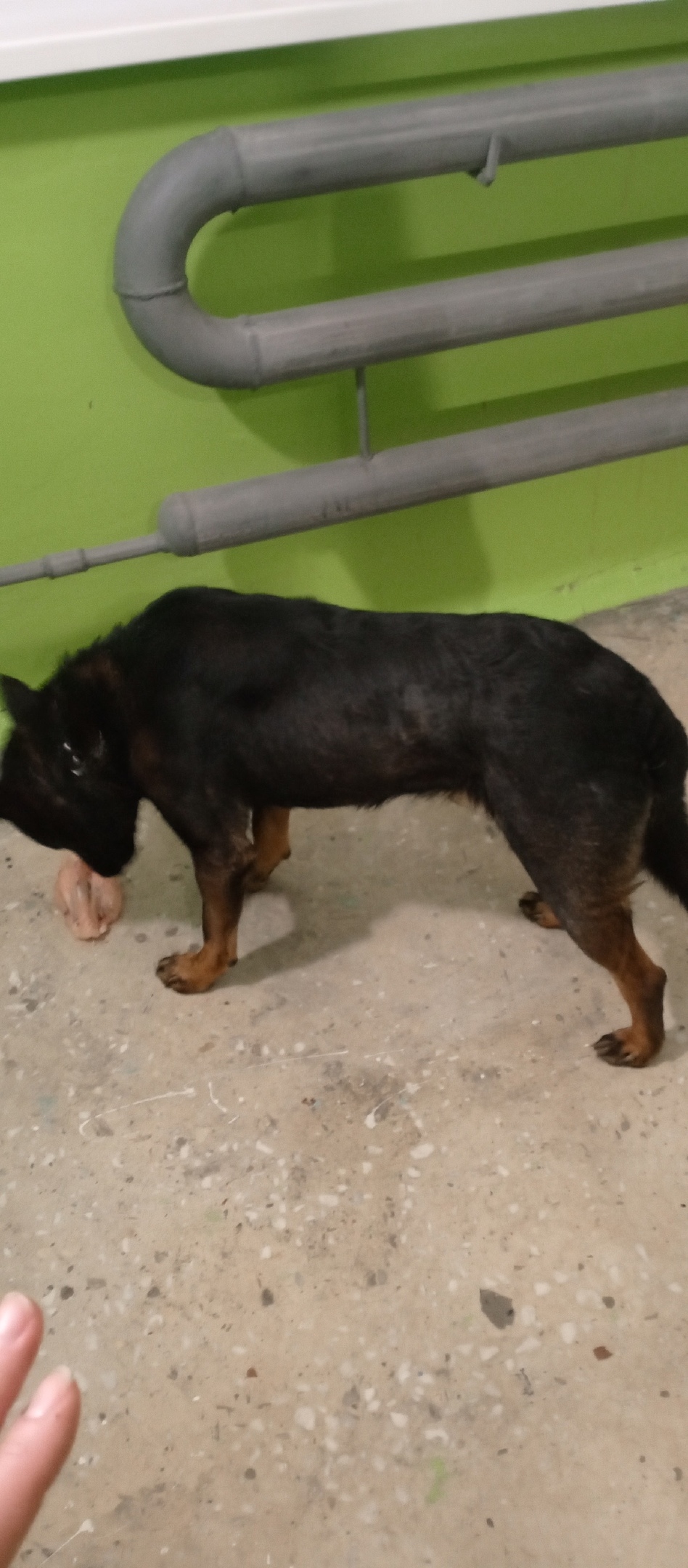 Найдена собака в Ульяновске — фото объявления