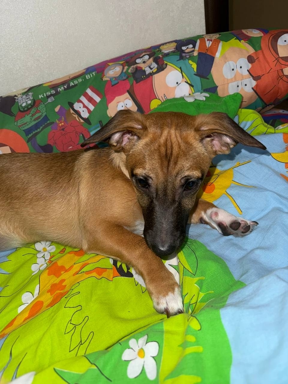 Пропала собака в Ульяновске — фото объявления