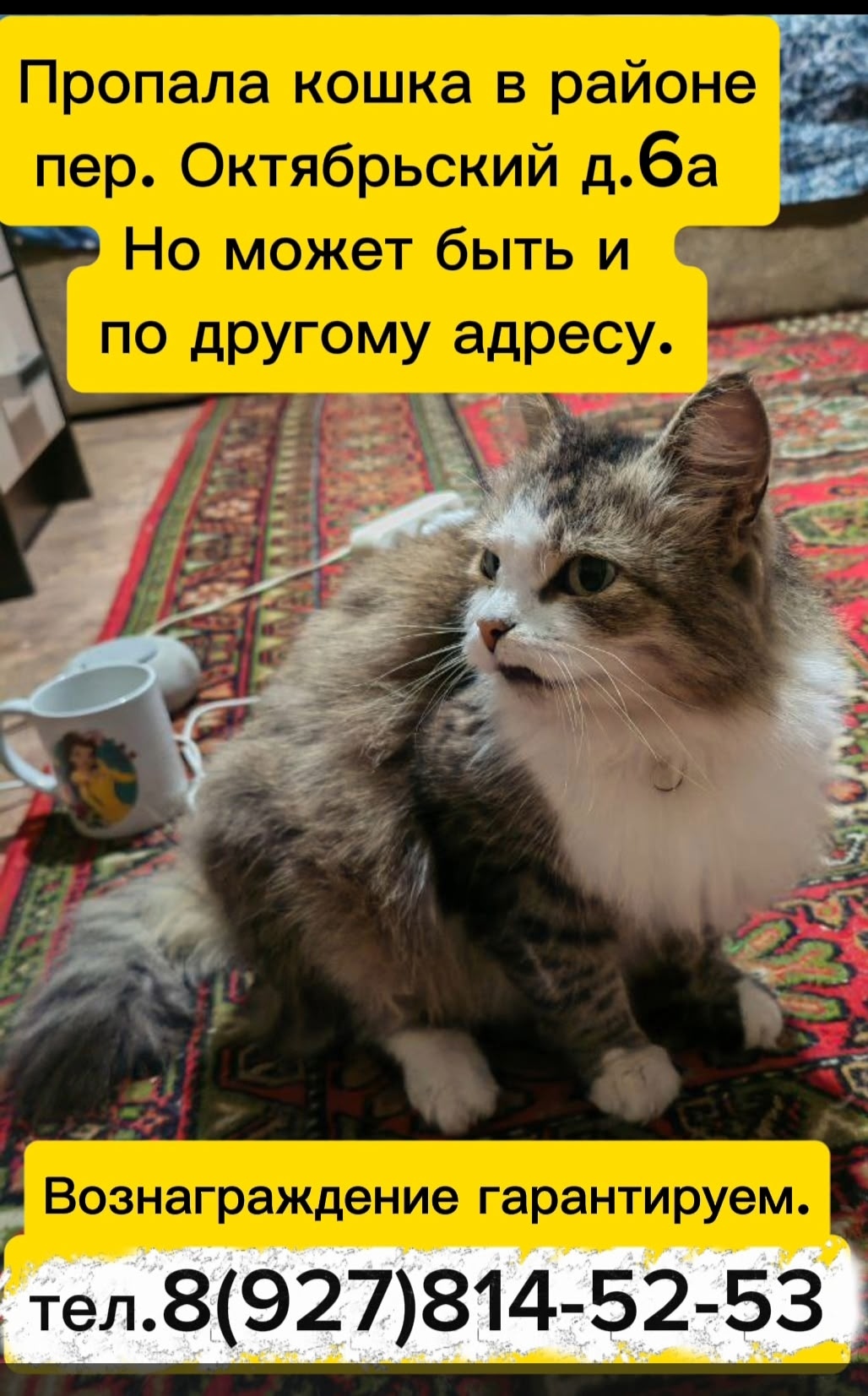 Пропала кошка в Ульяновске — фото объявления