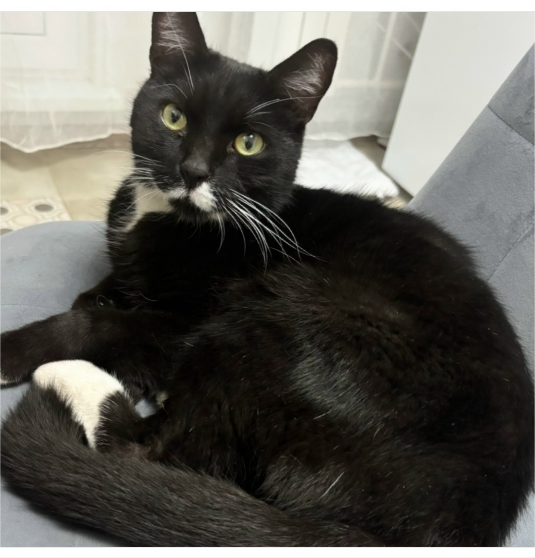 Найдена кошка в Ульяновске — фото объявления