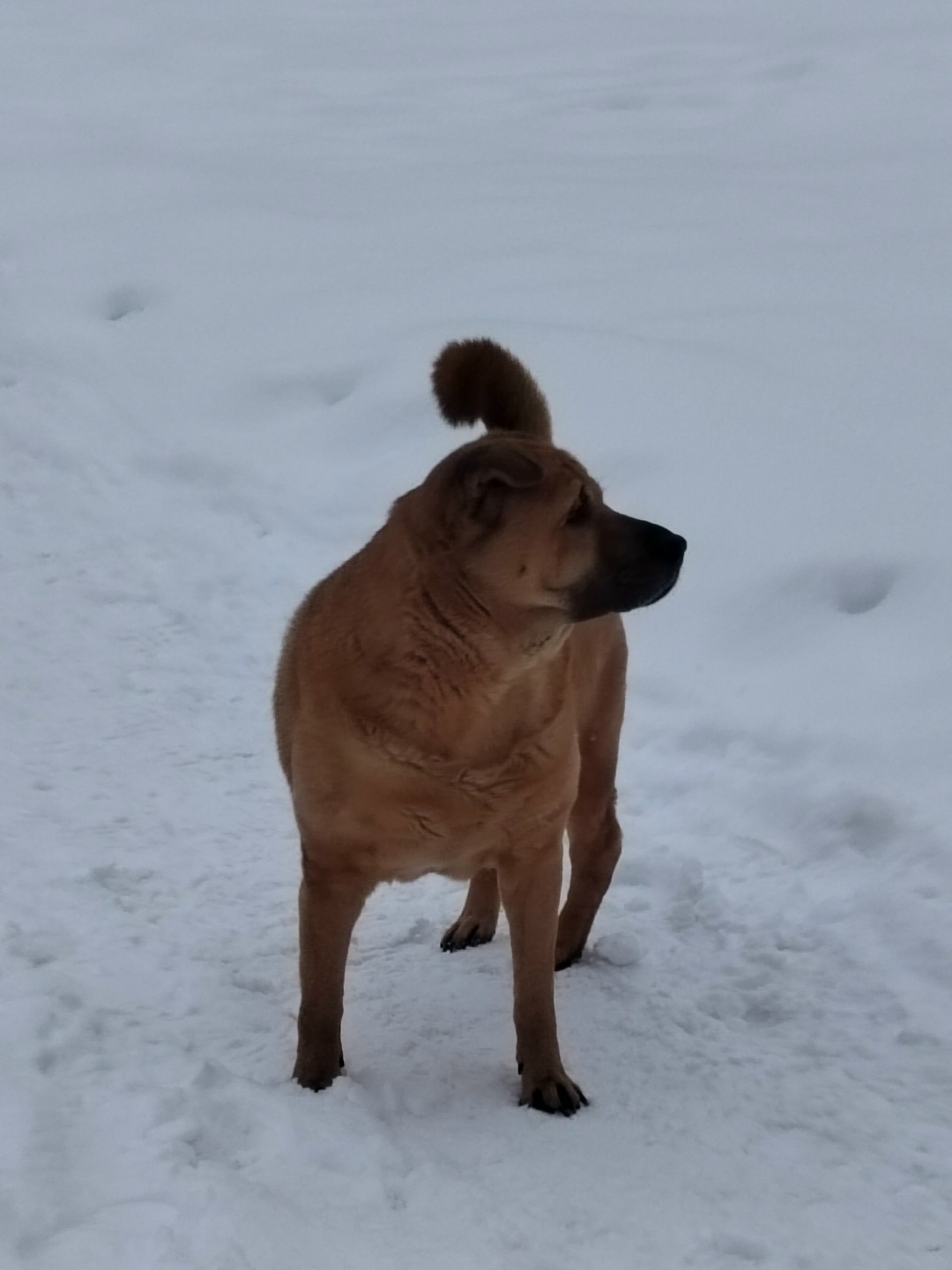 Пропала собака в Ульяновске — фото объявления