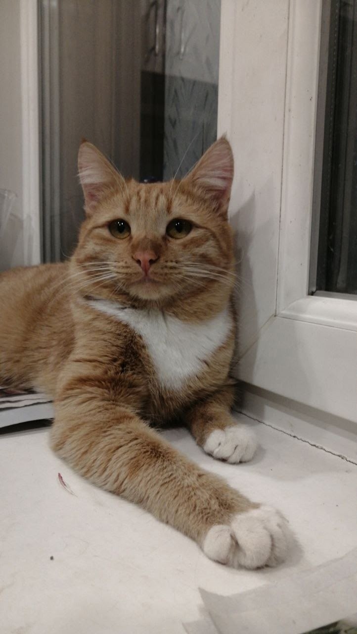 Пропала собака в Ульяновске — фото объявления