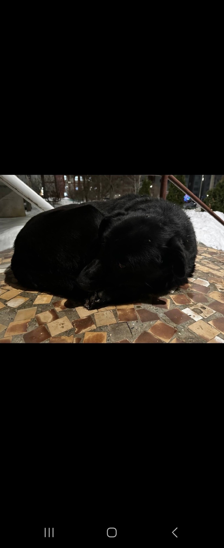 Пропала собака в Ульяновске — фото объявления