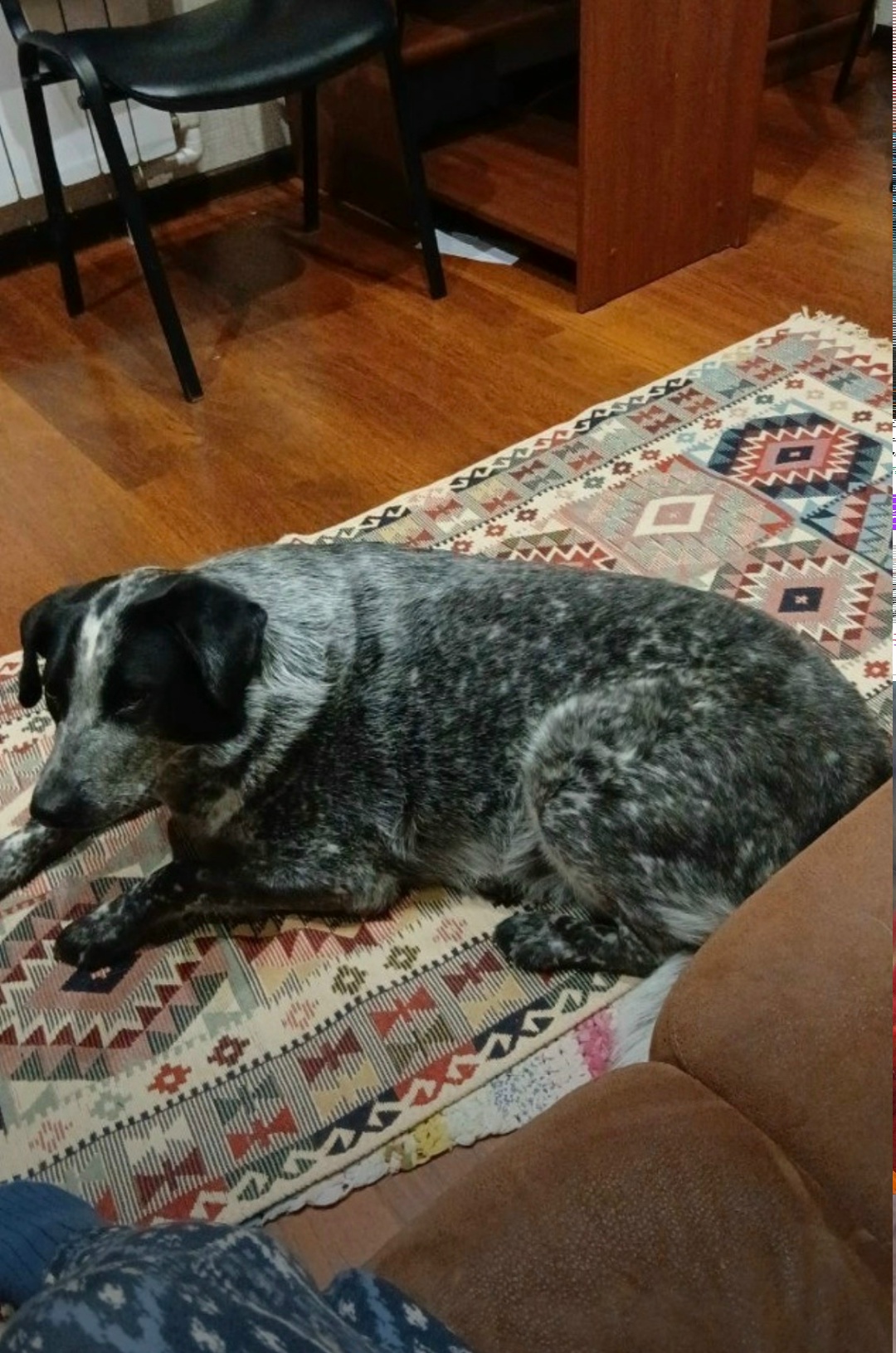 Пропала собака в Ульяновске — фото объявления