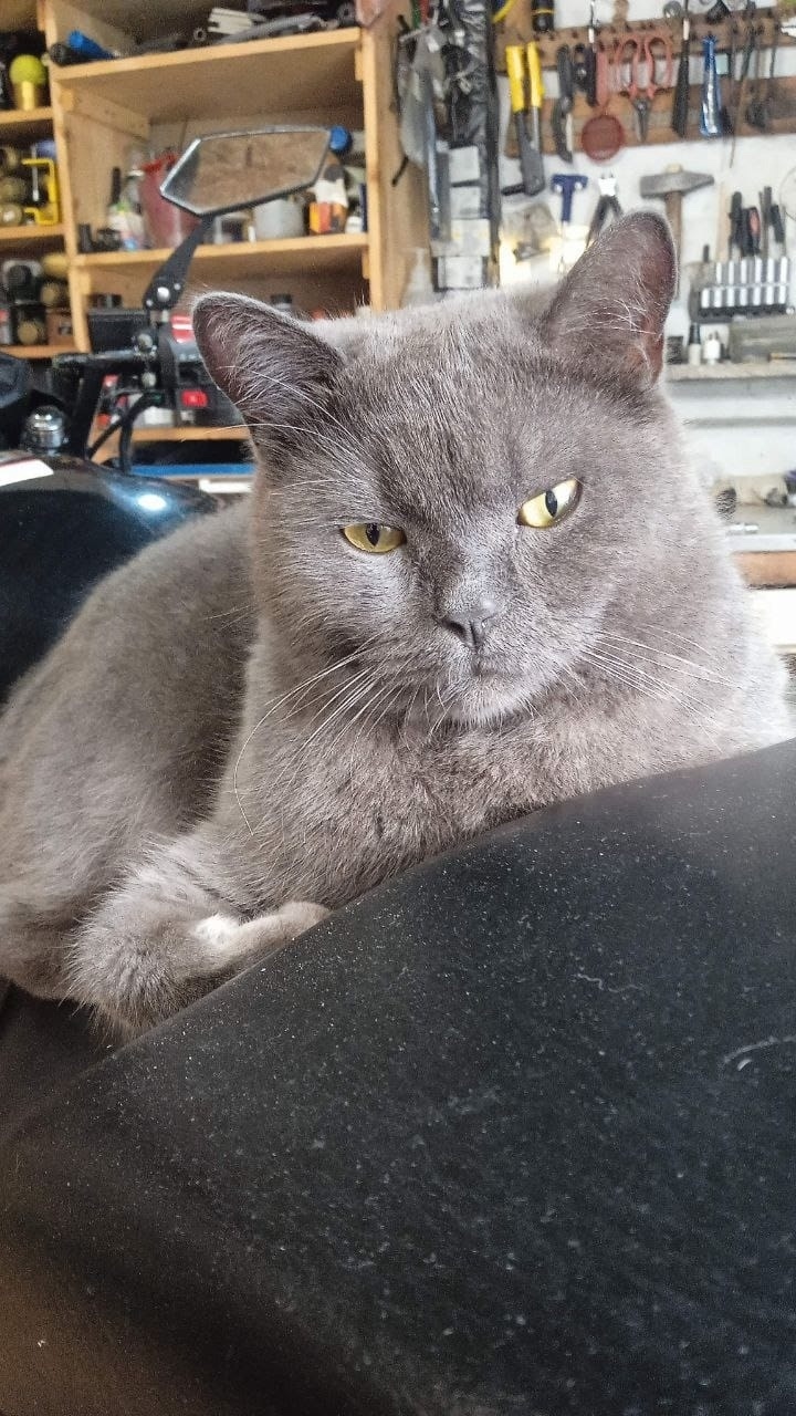 Пропала кошка в Ульяновске — фото объявления