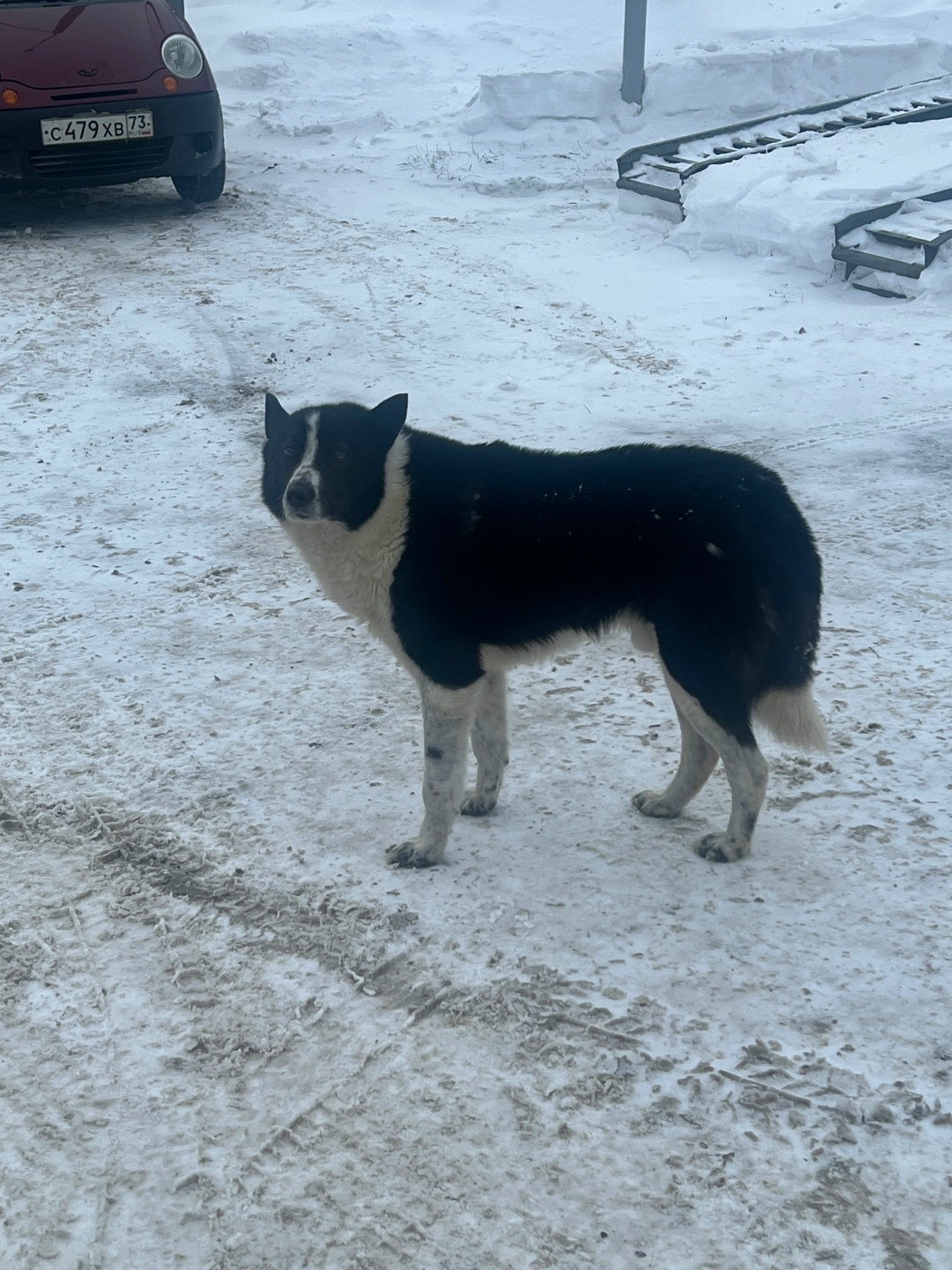 Найдена собака в Ульяновске — фото объявления